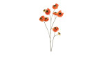 Cosmea 101 cm 