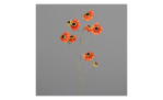 Cosmea 101 cm 
