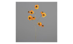 Cosmea 101 cm 