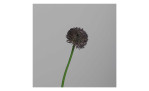 Allium 86 cm aus Kunststoff in lila mit grünen Stiel. Auf einem grauen Hintergrund.